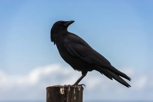 Un cuervo posado en un poste de madera junto al Océano Pacífico en Big Sur, California, EE.UU. . —  Fotos de Stock