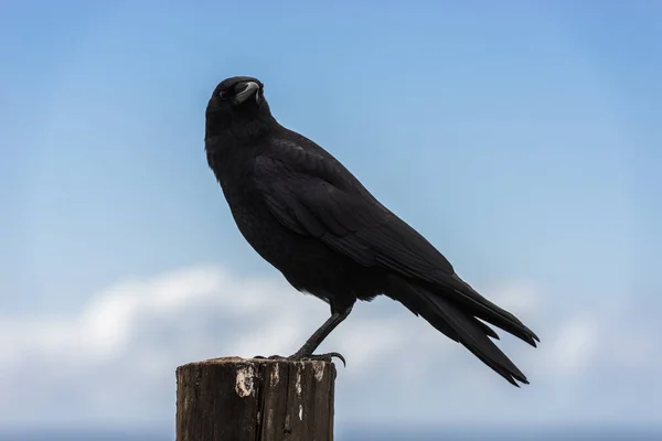 Um corvo empoleirado em um poste de madeira ao lado do Oceano Pacífico em Big Sur, Califórnia, EUA . — Fotografia de Stock