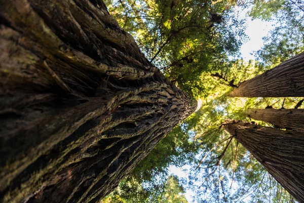 Blick von unten auf das Detail der rauen Rinde eines der hoch aufragenden Bäume des Redwood-Nationalparks, Kalifornien, USA — Stockfoto