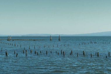 Astoria, Oregon, Usa yakınındaki bir bataklık acı su dışına taşıyorsa sopa.