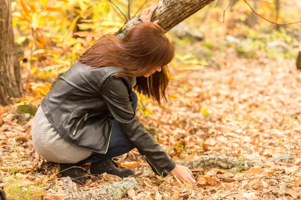 A young woman  picks up the chestnuts fallen on the ground in an autumnal forest