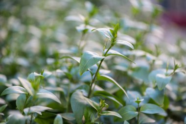 Bir flowerbed Caceres,: Extremadura, Spain içinde büyüyen yeşil bitki örtüsü.