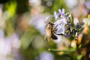 Lila çiçek Caceres bir parkta biraz arı.