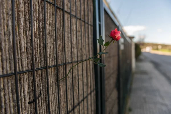 Een roos groeit door middel van een rafiade doek op een poort op een perifeer gebied van Caceres, Extremadura, Spanje. — Stockfoto