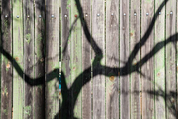 The shadow of the branches of a tree projected on an old green wooden fence