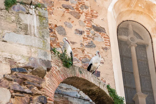 Gólyák, gubbasztott a tetőn a templom Medellin — Stock Fotó