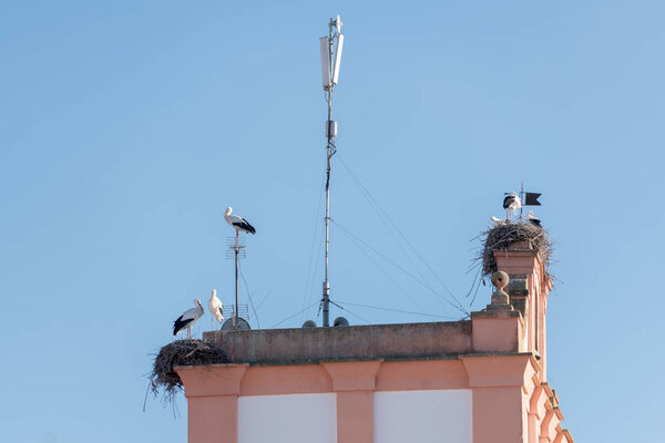 Storks perched on the roofs of a church in Medellin
