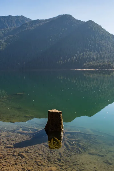 Tree stumps partially submerged in the clear water of Baker Lake in North Cascades