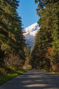 Baker Lake Road, Kuzey Cascades arka planda ağaçlar ve karla kaplı Baker Dağı ile çevrili