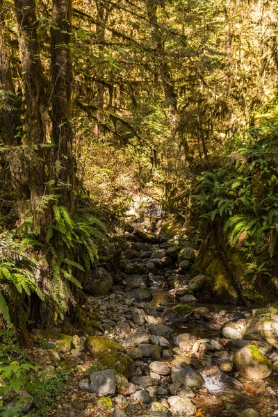 Riviera of a small stream surrounded by a lush forest next to Baker Lake — Stock Photo, Image