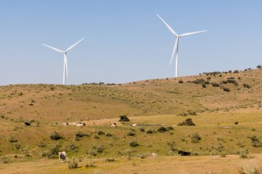 Plasencia'da ineklerle dolu bir çayırın yanındaki Sierra del Merengue'de berrak mavi bir gökyüzünde bir çift yel değirmeni.