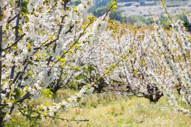 Detail of white cherry blossoms in Valdastilla, Valle del Jerte. clipart