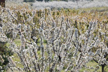 Detail of white cherry blossoms in Valdastilla, Valle del Jerte clipart