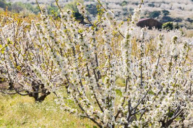 Valdastilla, Valle del Jerte beyaz kiraz çiçekleri detay.