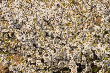 Valdastilla, Valle del Jerte beyaz kiraz çiçekleri detay