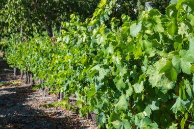 Ribera Sacra, Tronceda, Ourense, Galiçya, İspanya'daki üzüm bağları.