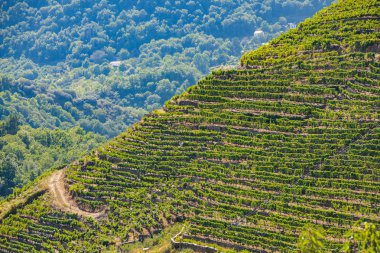 Ribera Sacra, Castro Caldelas, Ourense, Galiçya'da bir tepenin yamaçlarında espalier üzüm bağları.