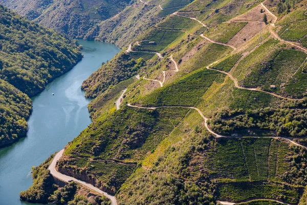 Ribera Sacra, Ourense, Galiçya, İspanya, Sil nehri yanındaki bir tepenin yamaçlarında espalier üzüm bağları.