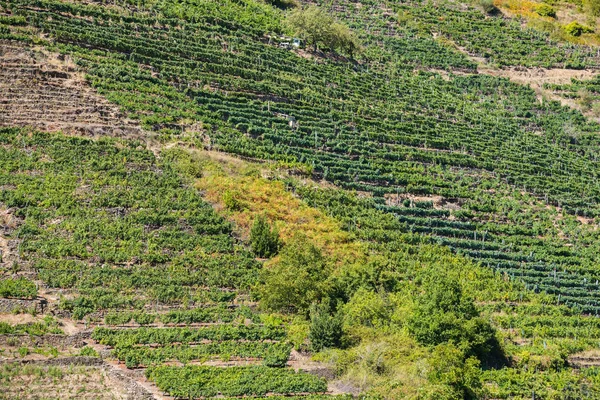 Ribera Sacra, Castro Caldelas, Ourense, Galiçya'da bir tepenin yamaçlarında espalier üzüm bağları. — Stok fotoğraf
