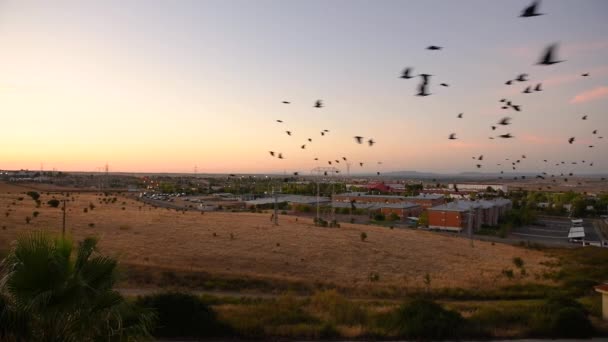 Un troupeau d'étourneaux vole au crépuscule avec un ciel orange au-dessus de Caceres — Video