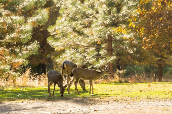Veados com seus filhotes andam calmamente no Parque Nacional de Yosemite, Califórnia, EUA . — Fotografia de Stock