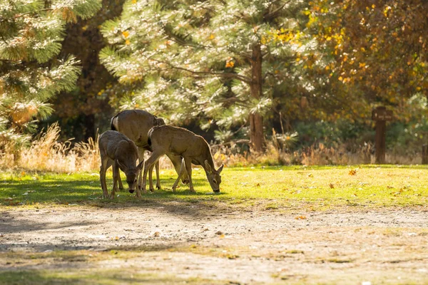 Szarvas a fiatal fawns séta csendben Yosemite Nemzeti Park, California, USA. — Stock Fotó