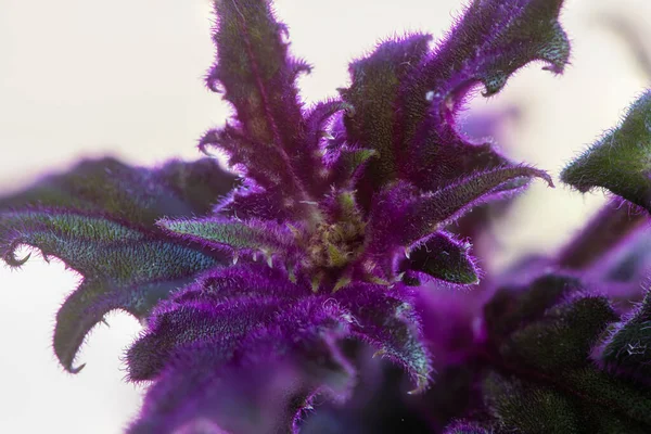 Szczegóły liści rośliny Gynura aurantiaca, z aksamitną fakturą i kolorem pomiędzy zielonym i fioletowym. — Zdjęcie stockowe