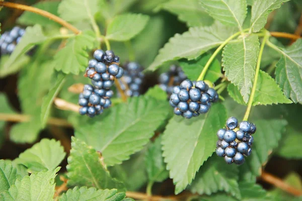 Blueberry Berries Green Leaves Garden — Stock Photo, Image