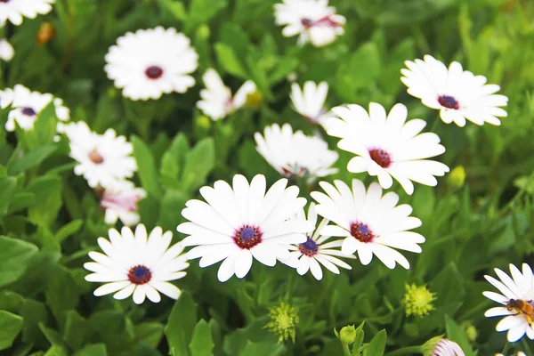 Λευκά Λουλούδια Μαργαρίτα Πράσινα Φύλλα Στον Κήπο — Φωτογραφία Αρχείου