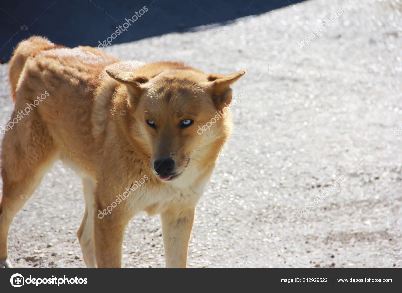 Angry Dog Red Hair Blue Eyes Looks Distance — Stock Photo