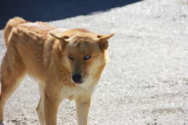 Kızıl saçlı ve mavi gözlü kızgın köpek mesafe içine görünüyor