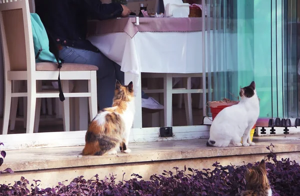 Tiga warna-warni berbulu kucing jalan duduk di dekat restoran — Stok Foto