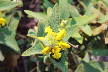 Yeşil yapraklı arka planda sarı ve beyaz çiçekler