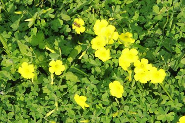 Yeşil yapraklı arka planda sarı ve beyaz çiçekler