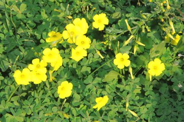 Yeşil yapraklı arka planda sarı ve beyaz çiçekler