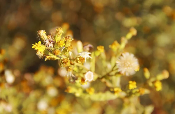 Yellow and white flowers on a background of green leaves — 스톡 사진