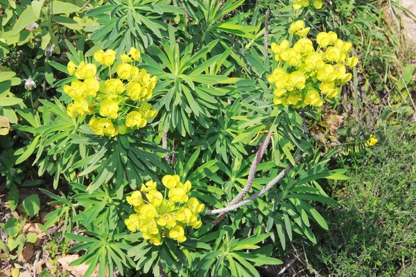 Flores amarillas y blancas sobre un fondo de hojas verdes — Foto de Stock
