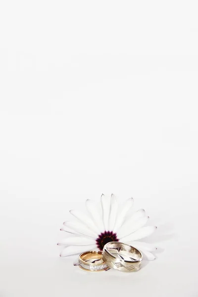 Złoto Srebrny Obrączka Biały Stokrotka Kwiat Białym Tle — Zdjęcie stockowe