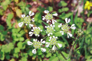 Yeşil yapraklı beyaz yaz çiçekleri