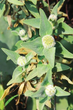 Yeşil yapraklı beyaz yaz çiçekleri