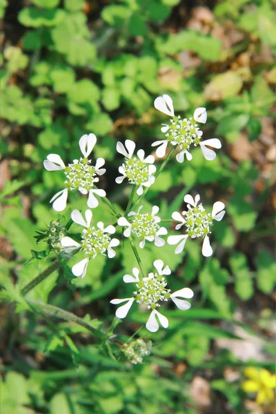 White summer flowers on a background of green leaves — 스톡 사진