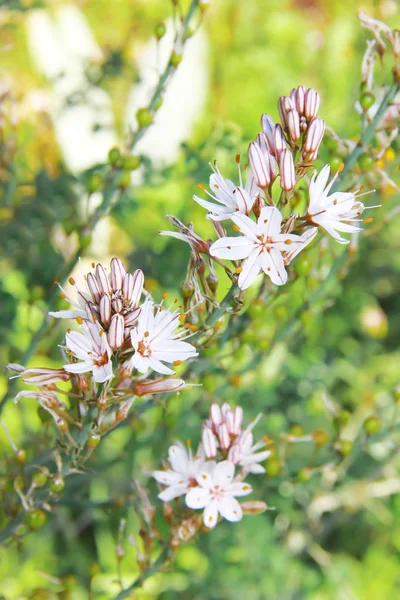 White summer flowers on a background of green leaves — 스톡 사진