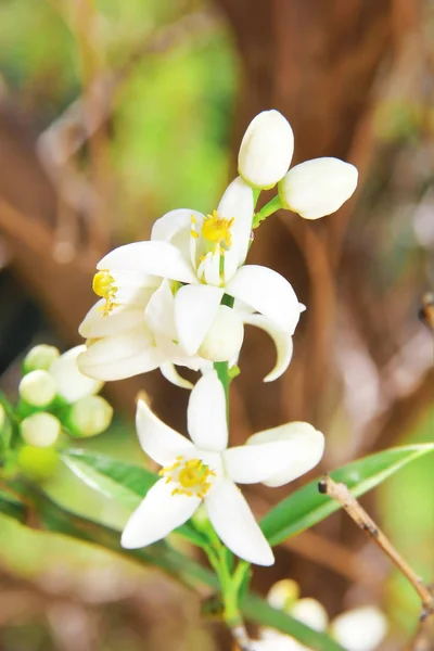 Flores brancas de verão em um contexto de folhas verdes — Fotografia de Stock