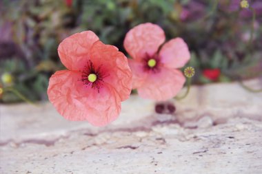 yeşil yaprakların bir arka plan üzerinde kırmızı pembe ve turuncu çiçekler haşhaş