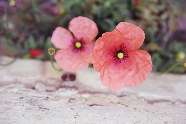 Rote rosa und orangefarbene Blüten Mohn auf einem Hintergrund aus grünen Blättern — Stockfoto