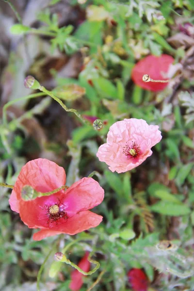 녹색 잎의 배경에 빨간 분홍색과 오렌지 꽃 양귀비 — 스톡 사진