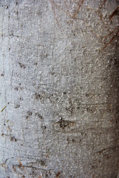 Διακοσμητικό ξύλο υφή με ρωγμές, λεκέδες και μοτίβα — Φωτογραφία Αρχείου
