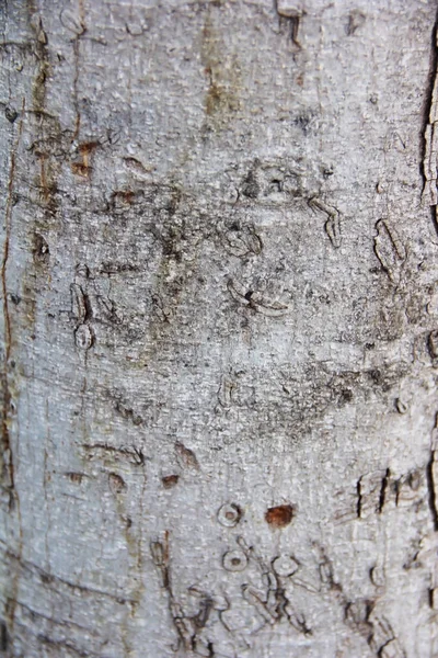 Dekorativa trä en textur med sprickor, fläckar och mönster — Stockfoto