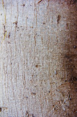 dekoratif ahşap çatlaklar, lekeler ve desenler ile bir doku