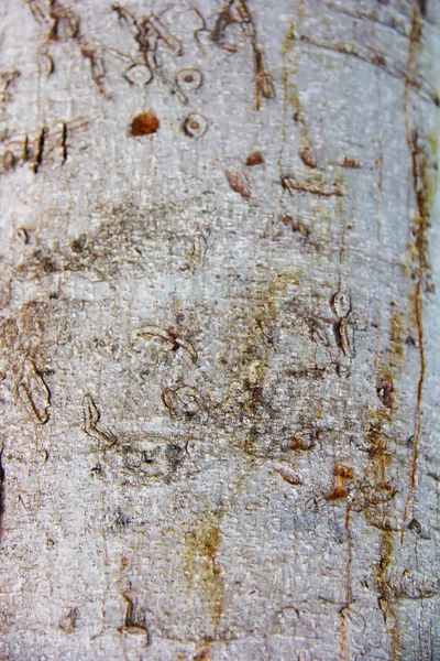 Madeira decorativa uma textura com rachaduras, manchas e padrões — Fotografia de Stock